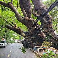 Hàng loạt cây xanh bật gốc sau bão Maon