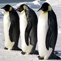 Hàng ngàn chim cánh cụt hoàng đế ở Nam Cực biến mất sau một đêm