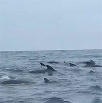 Hàng ngàn con cá voi đùa nghịch quanh thuyền của nhà thám hiểm giữa đại dương