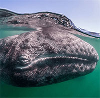 Hàng nghìn cá voi xám chết dạt vào bờ biển: Bí ẩn 