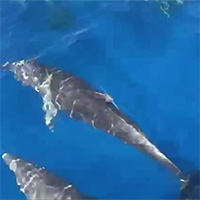 Hàng trăm con cá heo xuất hiện ở vùng biển Khánh Hòa