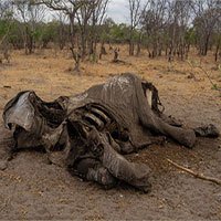 Hàng trăm con voi gục chết bí ẩn, thảm họa chưa từng thấy khiến các nhà khoa học hoảng loạn
