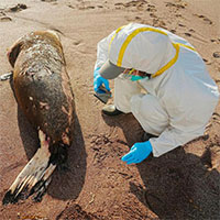 Hàng trăm sư tử biển và chim hoang dã chết do nhiễm cúm gia cầm