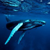Hành vi săn mồi khác thường của cá voi lưng gù