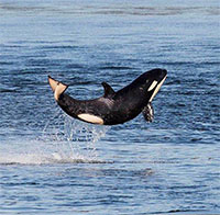 Hãy đón nhận nguồn năng lượng tích cực từ chú cá voi sát thủ 