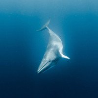 Hé lộ bí mật giúp cá voi lặn 