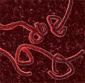Hé lộ khả năng biến đổi bí ẩn của virus Ebola