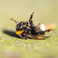 Hiện tượng chưa có lời giải: Cả đàn ong đang bay đột nhiên rớt xuống lộp bộp khi mất điện