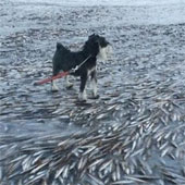 Hình ảnh chú chó đứng trên xác hàng nghìn con cá gây 