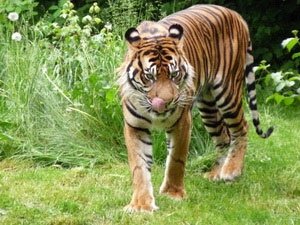 Hình ảnh hiếm về hổ Sumatra hoang dã