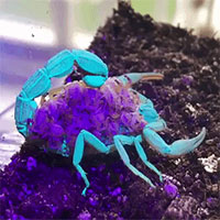 Hình ảnh tuyệt đẹp khi bọ cạp đổi đổi màu xanh và tím dưới tia UV