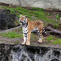 Hổ chết trong vườn thú sẽ được xử lý thế nào?