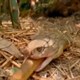 Hổ mang chúa nuốt chửng rắn độc châu Phi Boomslang