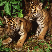 Hổ Sumatra tại Jambi có thể sớm bị tuyệt chủng
