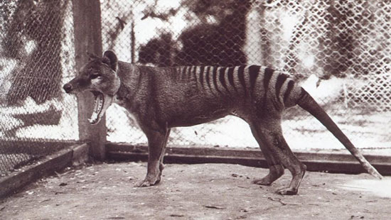 Hổ Tasmania tuyệt chủng do lỗi của con người
