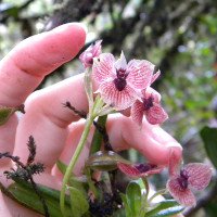 Hoa lan hình mặt quỷ quý hiếm ở Colombia