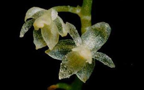 Hoa phong lan siêu nhỏ
