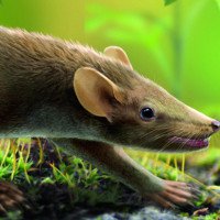 Hóa thạch 125 triệu năm còn nguyên da, lông của chuột tiền sử