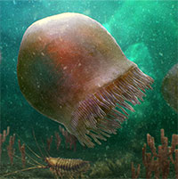 Hóa thạch 505 triệu năm của loài sứa 
