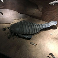 Hóa thạch bọ cạp biển dài 2 mét bất ngờ được phát hiện ở Úc