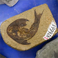 Hóa thạch cá niên đại 440 triệu năm chứa thông tin tiến hóa loài người