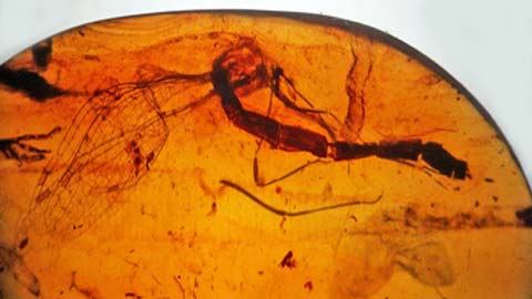 Hóa thạch chuồn chuồn 'mất đầu' 100 triệu năm