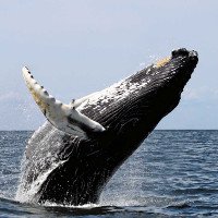 Hóa thạch khiến các nhà khoa học cân nhắc lại thuyết tiến hóa của cá voi