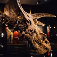 Hóa thạch khủng long bị đồng loại đâm thủng sọ