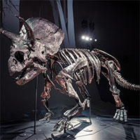 Hóa thạch khủng long hoàn chỉnh nhất tại bảo tàng Australia