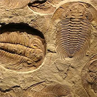 Hóa thạch mới tiết lộ bọ ba thùy có con mắt thứ ba ẩn giấu