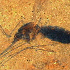 Hóa thạch muỗi 46 triệu năm tuổi