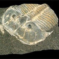Hóa thạch siêu hiếm của bọ ba thuỳ cổ đại được bảo quản cực hoàn hảo