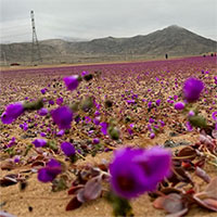 Hoa tím nở rộ trên sa mạc khô cằn nhất thế giới