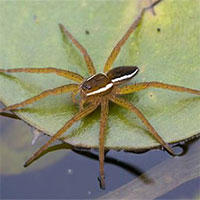 Hồi sinh loài nhện lớn nhất ở Anh