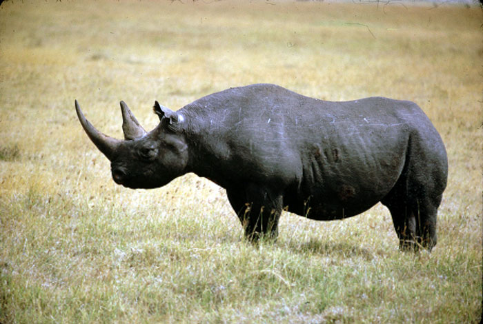 Hơn 400 cá thể tê giác bị sát hại
