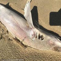 Hơn 50 cá mập chết bí ẩn, trôi dạt vào bờ biển Anh trong 1 ngày