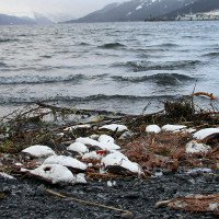 Hơn 8.000 chim biển chết bất thường dọc bãi biển Alaska
