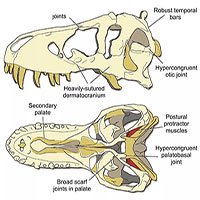 Hộp sọ của T-rex cứng đến mức chính nó cũng không thể cắn vỡ