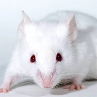 “Hy sinh” vì khoa học, chuột thí nghiệm bị stress nặng nề