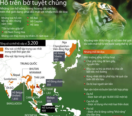 Indonesia: Lại thêm một con hổ Sumatra bị giết