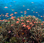 Indonesia phục hồi 50% diện tích san hô bị hủy hoại
