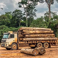 Ipe - Loại gỗ đắt nhất thế giới đang bị tận diệt