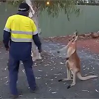 Kangaroo ngứa chân, gạ chú công nhân đánh nhau và cái kết bất ngờ