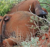 Kenya tuyển 1.000 kiểm lâm chống nạn săn trộm voi