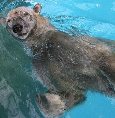 Khả năng bơi siêu phàm của Gấu Bắc cực