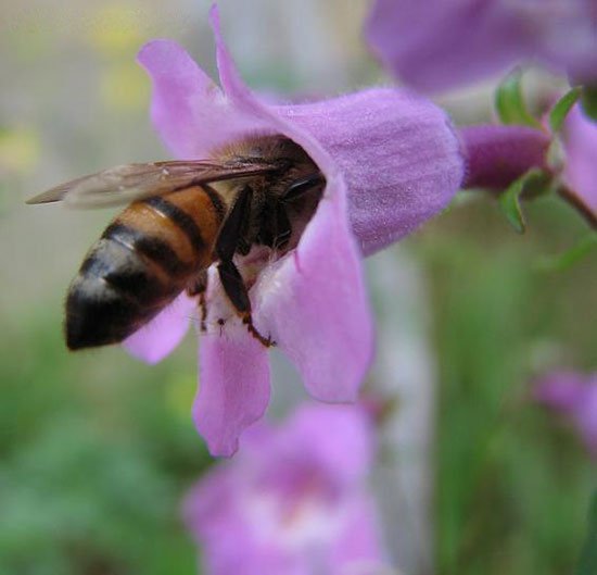 Khả năng hóa giải độc tính thuốc trừ sâu của ong mật