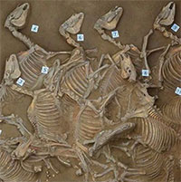 Khai quật 6 hố hiến tế chứa 120 bộ xương ngựa