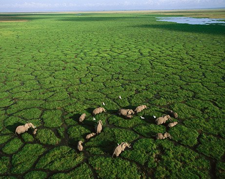 Khai thác đá có thể chấm dứt sự di trú của động vật hoang dã tại Kenya