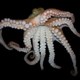 Khám phá bí mật về bạch tuộc - Loài 