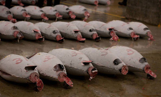 Khám phá chợ cá ngừ triệu đô ở Nhật Bản